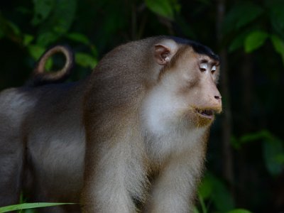 Pig tailed macaque (8)